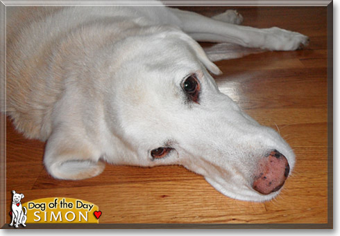 Simon, the Dog of the Day