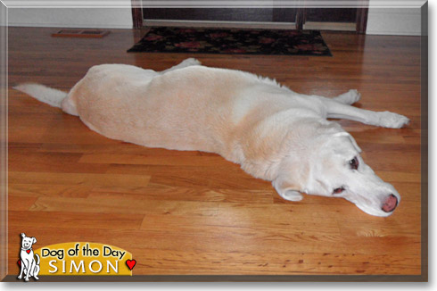 Simon, the Dog of the Day