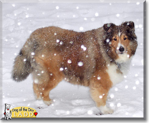 Ladd, the Dog of the Day