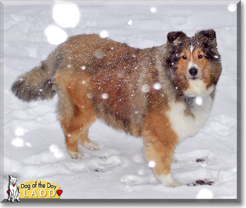 Ladd, the Dog of the Day