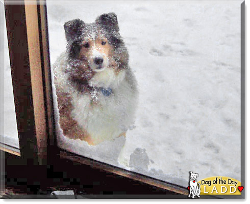 Ladd, the Dog of the Day