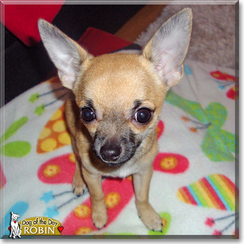 Robin, the Dog of the Day