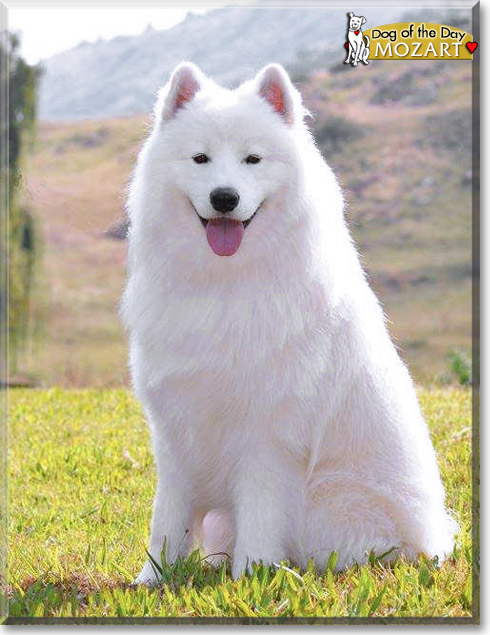 Mozart, the Dog of the Day