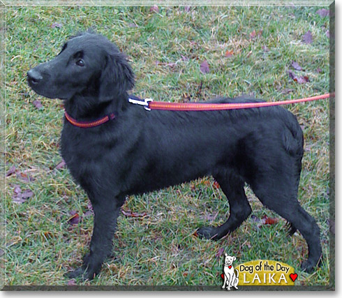 Laika, the Dog of the Day