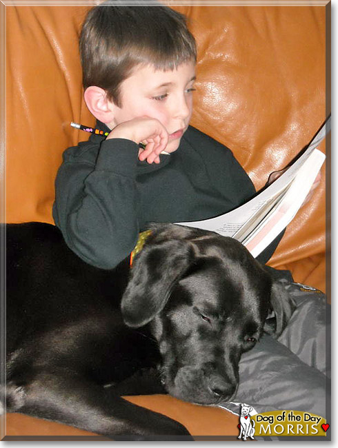 Morris, the Dog of the Day Morris, the Dog of the Day