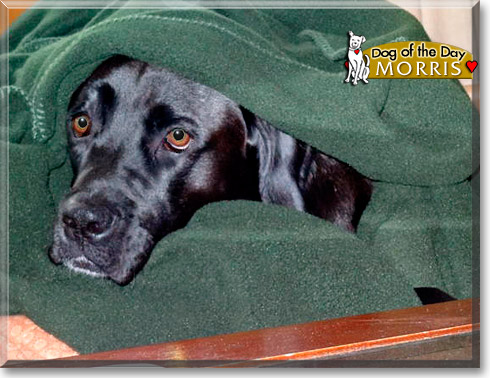 Morris, the Dog of the Day Morris, the Dog of the Day