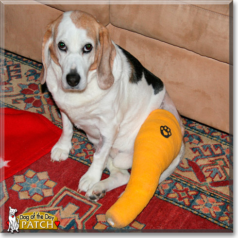 Patch, the Dog of the Day Patch, the Dog of the Day
