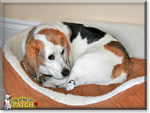 Patch, the Dog of the Day Patch, the Dog of the Day