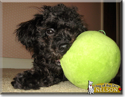 Nelson, the Dog of the Day Nelson, the Dog of the Day