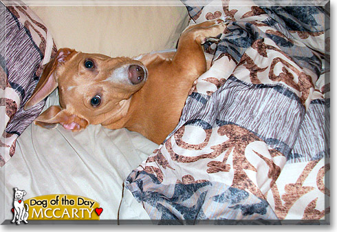 McCarty, the Dog of the Day McCarty, the Dog of the Day