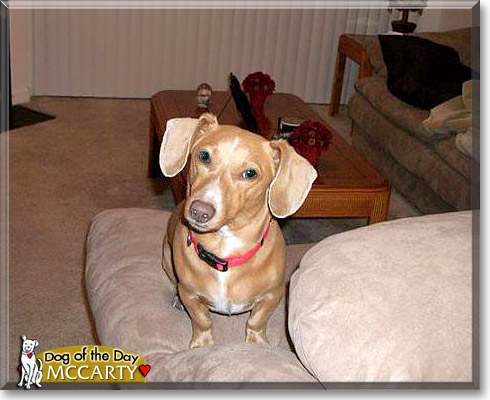 McCarty, the Dog of the Day McCarty, the Dog of the Day