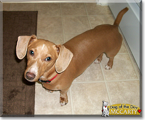 McCarty, the Dog of the Day McCarty, the Dog of the Day