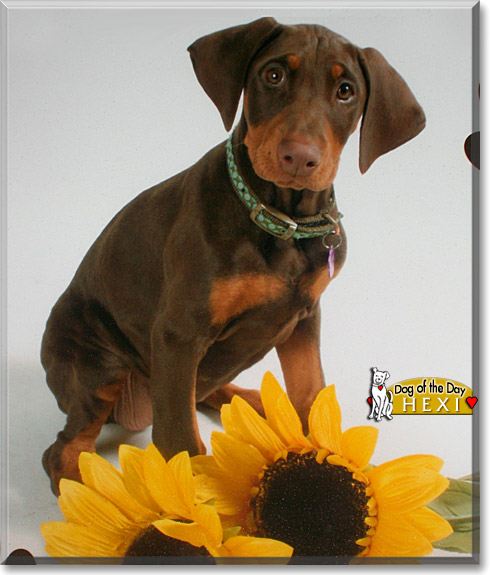 Hexi, the Dog of the Day Hexi, the Dog of the Day