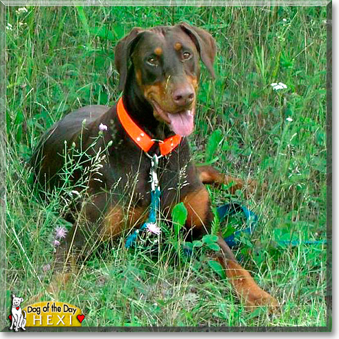 Hexi, the Dog of the Day Hexi, the Dog of the Day