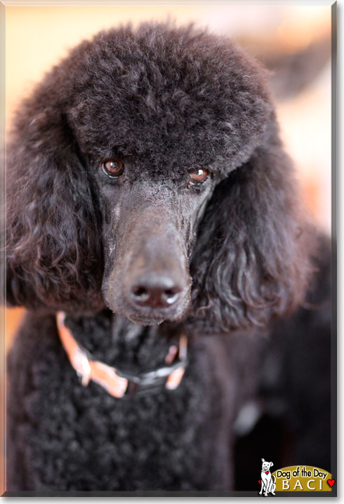 Baci, the Dog of the Day Baci, the Dog of the Day