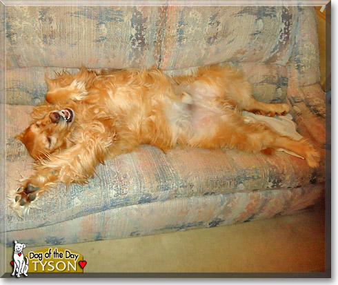 Tyson, the Dog of the Day Tyson, the Dog of the Day