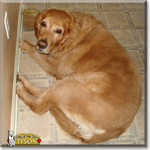Tyson, the Dog of the Day Tyson, the Dog of the Day