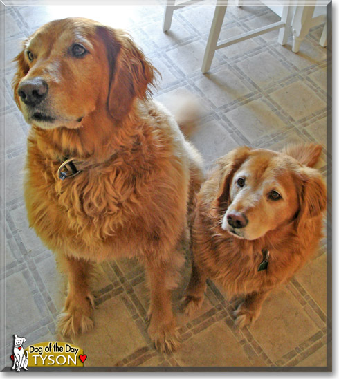 Tyson, the Dog of the Day Tyson, the Dog of the Day