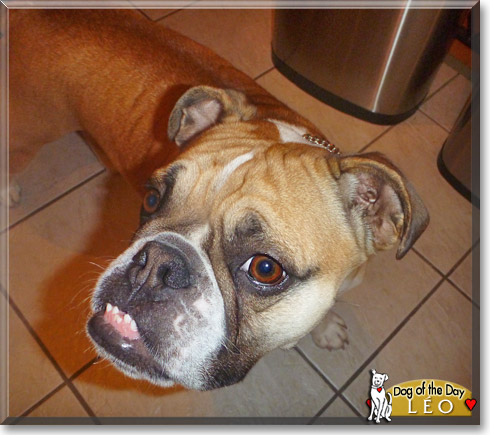 Léo, the Dog of the Day Léo, the Dog of the Day