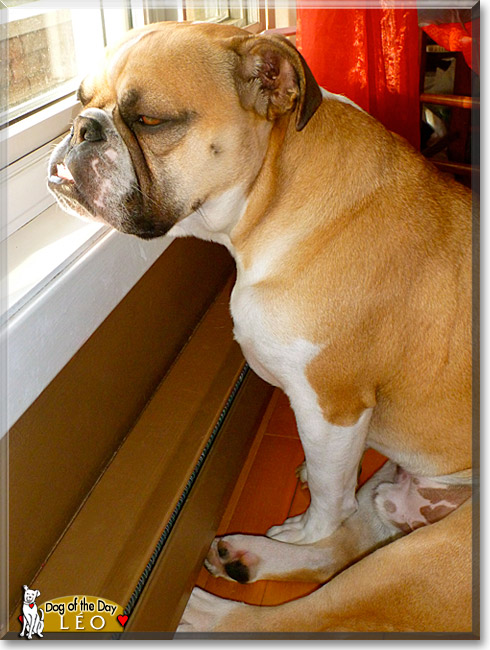 Léo, the Dog of the Day Léo, the Dog of the Day