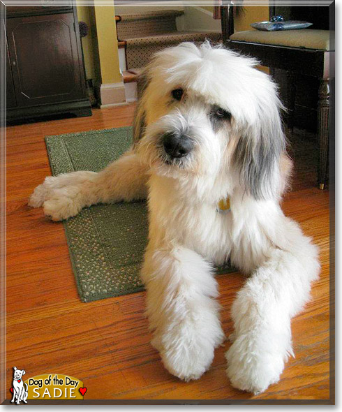 Sadie, the Dog of the Day Sadie, the Dog of the Day