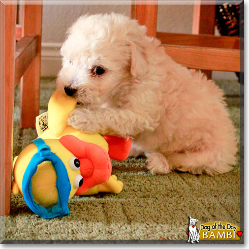 Bambi, the Dog of the Day Bambi, the Dog of the Day