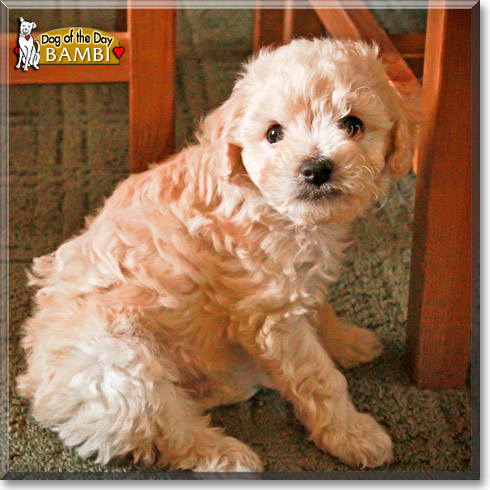 Bambi, the Dog of the Day Bambi, the Dog of the Day