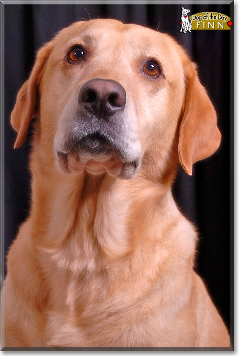 Finn, the Dog of the Day Finn, the Dog of the Day