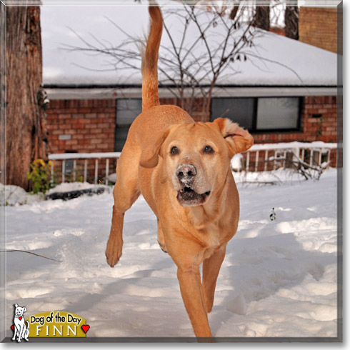 Finn, the Dog of the Day Finn, the Dog of the Day