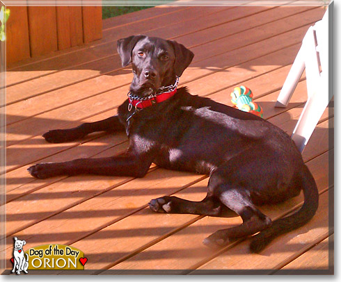 Orion, the Dog of the Day Orion, the Dog of the Day