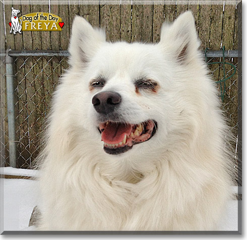 Freya, the Dog of the Day Freya, the Dog of the Day