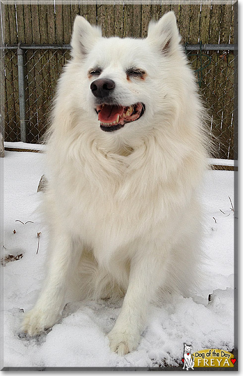 Freya, the Dog of the Day Freya, the Dog of the Day