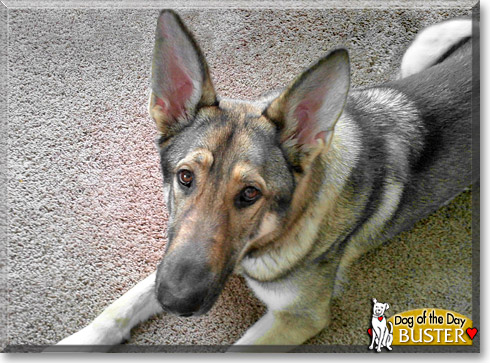 Buster, the Dog of the Day Buster, the Dog of the Day