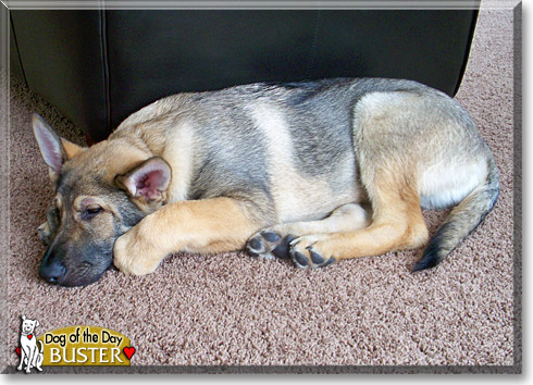 Buster, the Dog of the Day Buster, the Dog of the Day