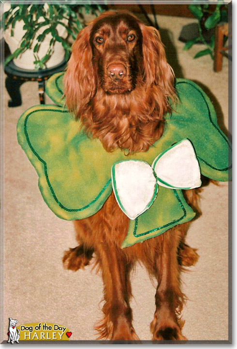 Harley, the Dog of the Day