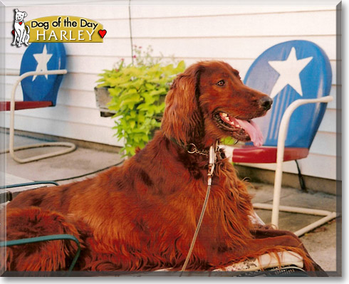 Harley, the Dog of the Day