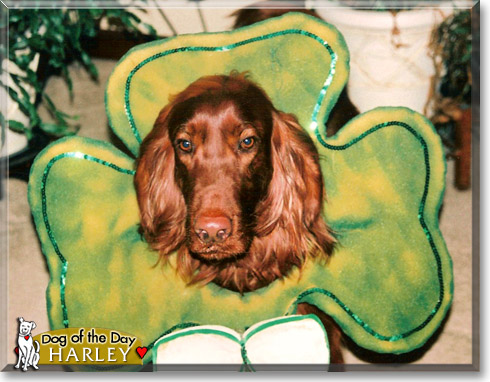 Harley, the Dog of the Day