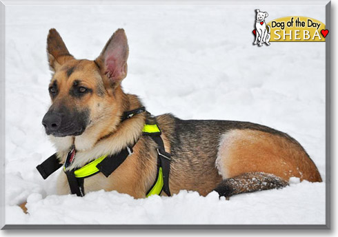 Sheba, the Dog of the Day