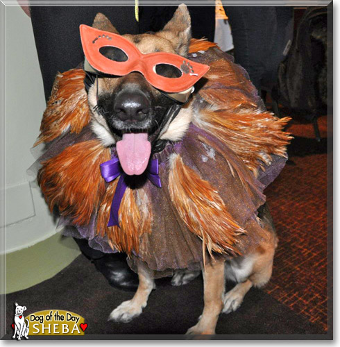 Sheba, the Dog of the Day