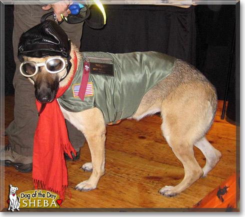 Sheba, the Dog of the Day