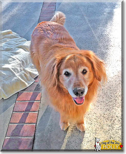 Holly, the Dog of the Day