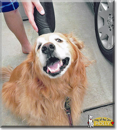 Holly, the Dog of the Day