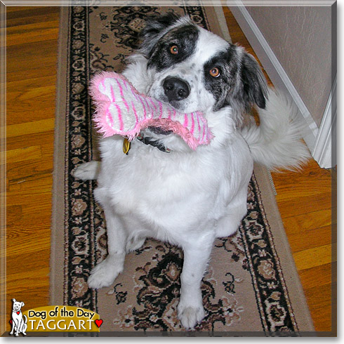 Taggart, the Dog of the Day Taggart, the Dog of the Day