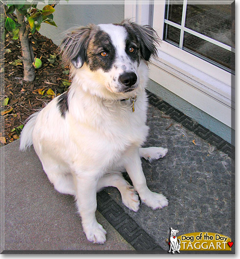 Taggart, the Dog of the Day Taggart, the Dog of the Day