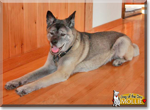 Mollie, the Dog of the Day Mollie, the Dog of the Day