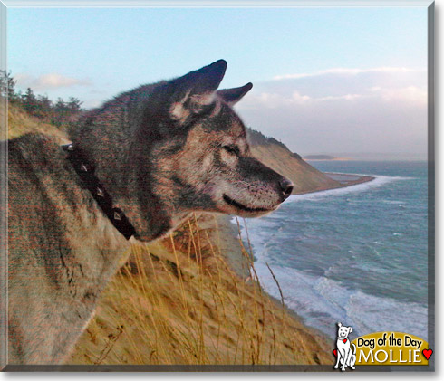 Mollie, the Dog of the Day Mollie, the Dog of the Day