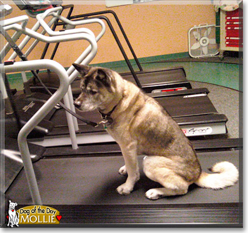 Mollie, the Dog of the Day Mollie, the Dog of the Day