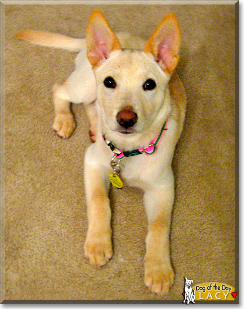 Lacy, the Dog of the Day Lacy, the Dog of the Day