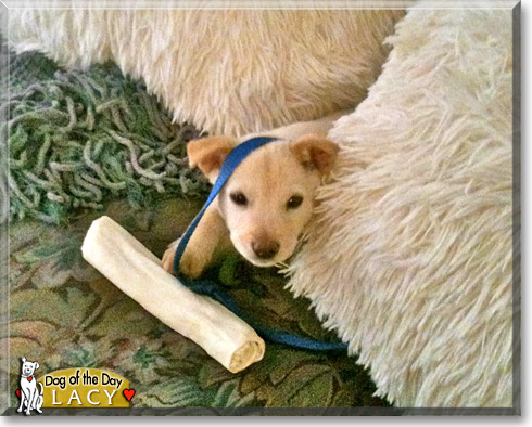 Lacy, the Dog of the Day Lacy, the Dog of the Day