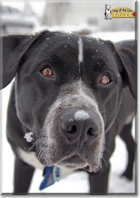 Killer, the Dog of the Day